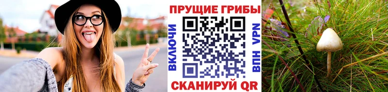OMG онион  Избербаш  Псилоцибиновые грибы прущие грибы 